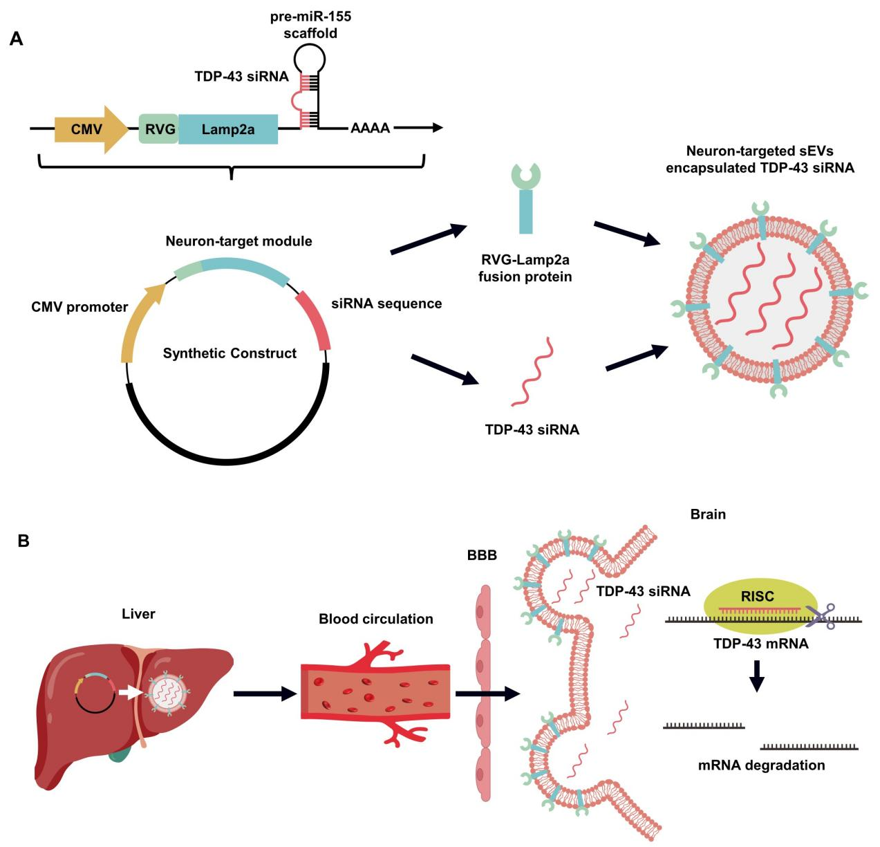 靶向TDP-43的體內(nèi)自組裝siRNAs的設(shè)計和原理 配圖2