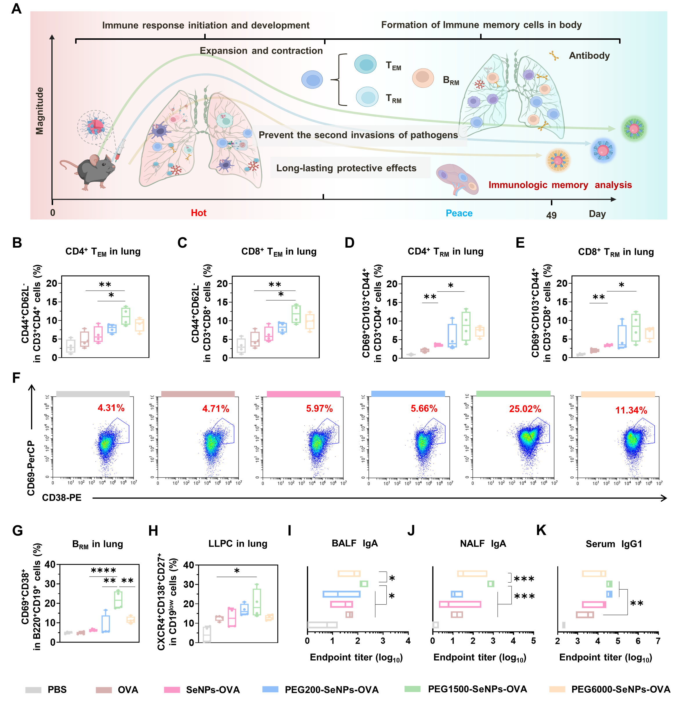 圖2表面化學(xué)精準(zhǔn)調(diào)控賦能納米硒佐劑疫苗誘導(dǎo)強(qiáng)效黏膜免疫和免疫記憶效應(yīng)