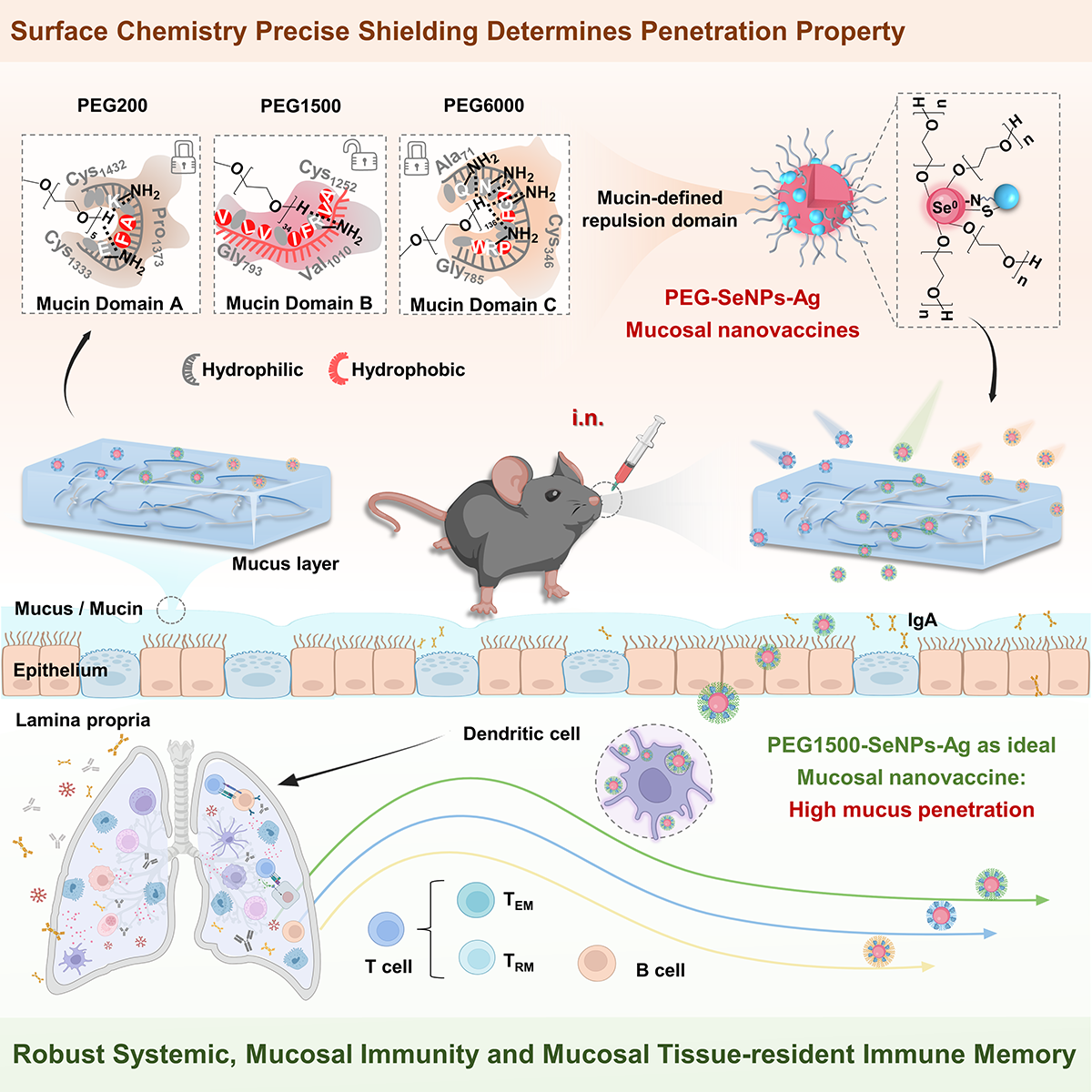 圖1表面化學(xué)精準(zhǔn)調(diào)控賦能通用型納米硒疫苗誘發(fā)強(qiáng)效黏膜免疫